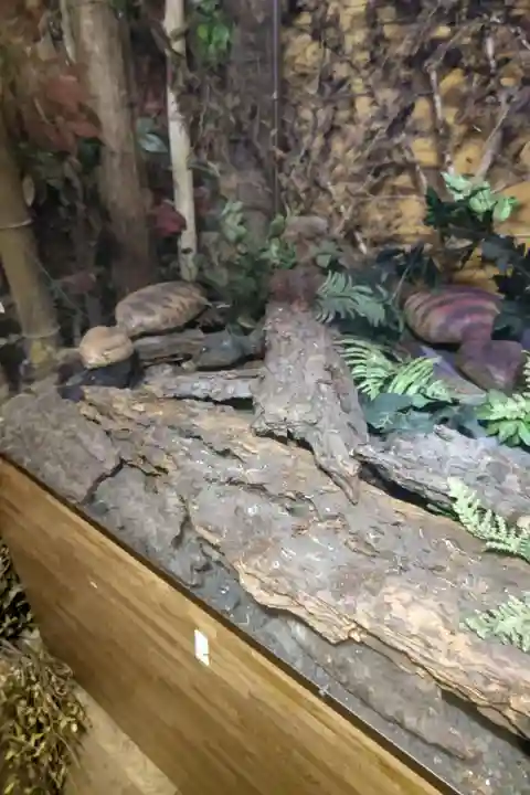 つちのこ神社(親田槌の子神社)の体験その他