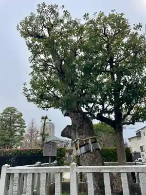 安国院の{uncategorized: "未分類", other: "その他", undefined: "問題あり", building: "その他建物", grave: "お墓", sacred_gate: "鳥居", guardian: "狛犬", statue: "像", buddha: "仏像", history: "歴史", nature: "自然", garden: "庭園", animal: "動物", pagoda: "塔", temizu: "手水舎", mountain_gate: "山門・神門", sanctuary: "本殿・本堂", subordinate: "末社・摂社", art: "芸術", scenery: "景色", jizo: "地蔵", ema: "絵馬", goshuin: "御朱印", omikuji: "おみくじ", items: "授与品その他", amulet: "お守り", goshuincho: "御朱印帳", eats: "食事", festival: "お祭り", votive_dance: "神楽", shichigosan: "七五三参", wedding: "結婚式", experience: "体験その他", initially: "初詣", around: "周辺", anti_infection: "感染症対策"}
