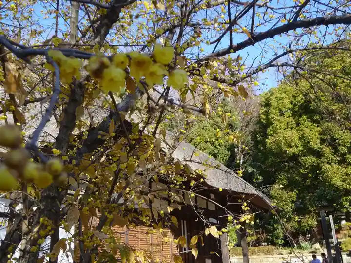 横浜 西方寺の自然