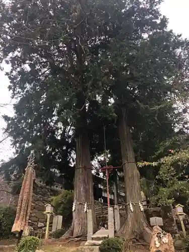 武雄神社の自然
