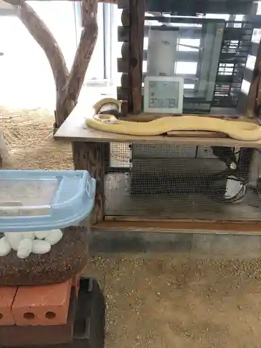 岩国白蛇神社の建物その他