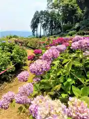 大聖寺の自然