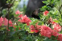 高屋敷稲荷神社の庭園