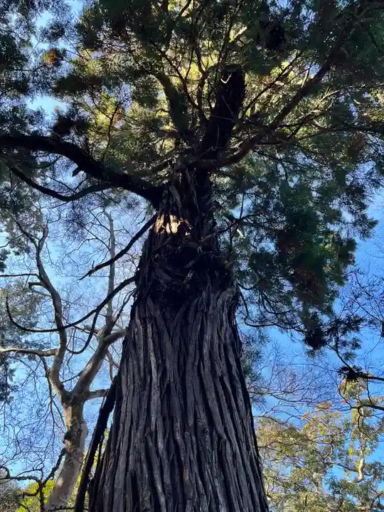 息栖神社の自然