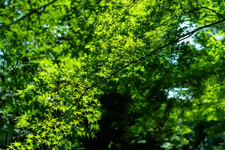 長岡天満宮(京都府)