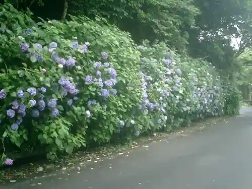 明月院の庭園