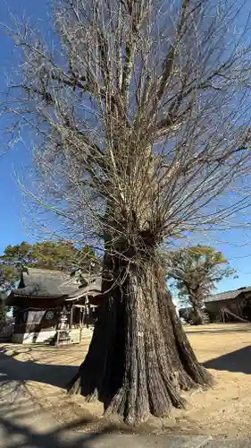 矢武八幡神社(徳島県)