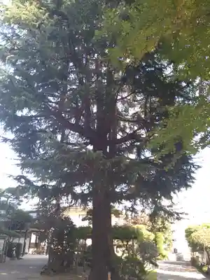 東光寺(東京都)