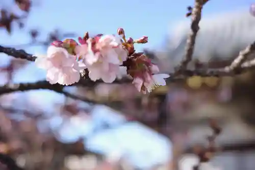 西新井大師総持寺の自然
