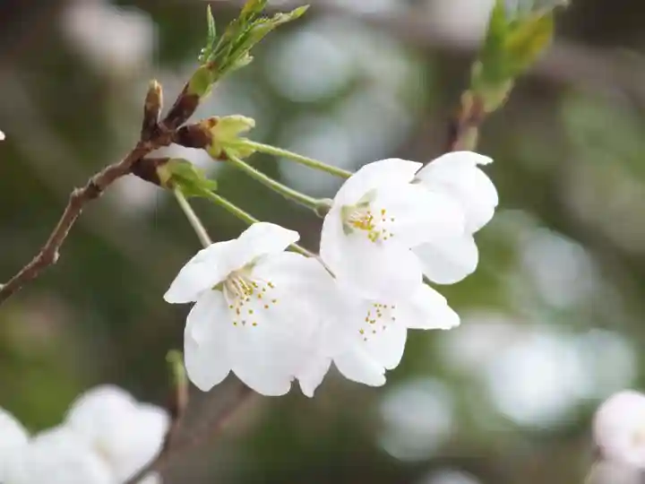 近江神宮の自然