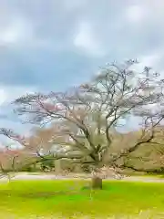 女化神社の自然