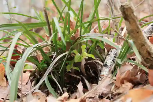 鹿島大神宮の自然