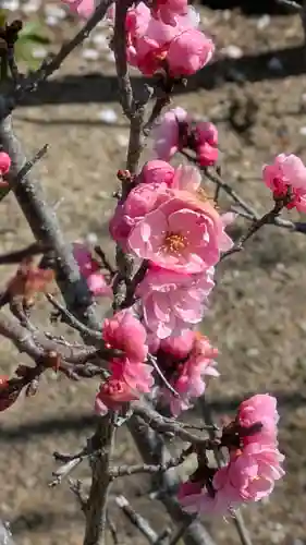 隨心院（随心院）(京都府)