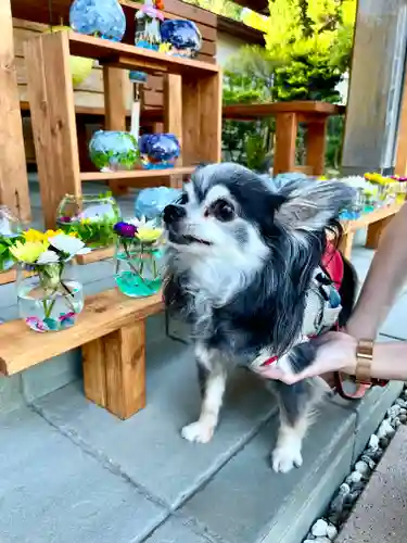 伊達神社の動物