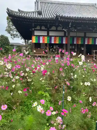 般若寺 ❁﻿コスモス寺❁(奈良県)