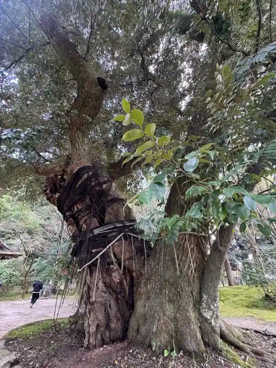 賀茂別雷神社(上賀茂神社)(京都府)