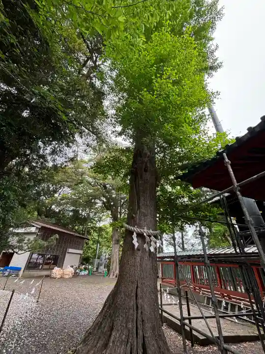 玉前神社の{uncategorized: "未分類", other: "その他", undefined: "問題あり", building: "その他建物", grave: "お墓", sacred_gate: "鳥居", guardian: "狛犬", statue: "像", buddha: "仏像", history: "歴史", nature: "自然", garden: "庭園", animal: "動物", pagoda: "塔", temizu: "手水舎", mountain_gate: "山門・神門", sanctuary: "本殿・本堂", subordinate: "末社・摂社", art: "芸術", scenery: "景色", jizo: "地蔵", ema: "絵馬", goshuin: "御朱印", omikuji: "おみくじ", items: "授与品その他", amulet: "お守り", goshuincho: "御朱印帳", eats: "食事", festival: "お祭り", votive_dance: "神楽", shichigosan: "七五三参", wedding: "結婚式", experience: "体験その他", initially: "初詣", around: "周辺", anti_infection: "感染症対策"}
