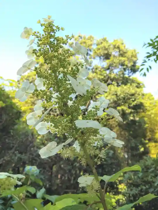 阿智神社の自然