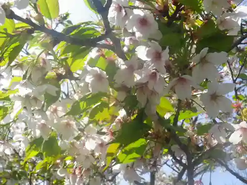 鶴岡八幡宮の自然