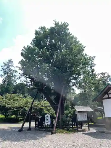 天宮神社の自然