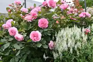 宝光寺の庭園(2022年11月12日(土) 13時57分51秒投稿)