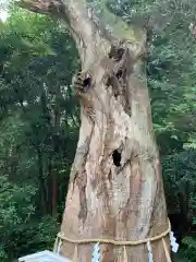 大山祇神社の自然