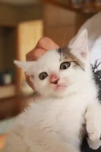 天王山 安楽寺(福井県)