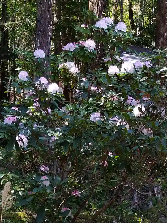 上一宮大粟神社の自然