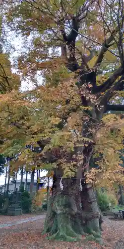 上粕屋神社の自然