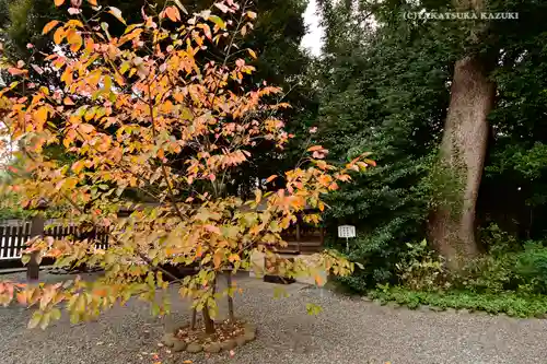 阿佐ヶ谷神明宮(東京都)