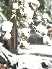 高司神社〜むすびの神の鎮まる社〜の自然