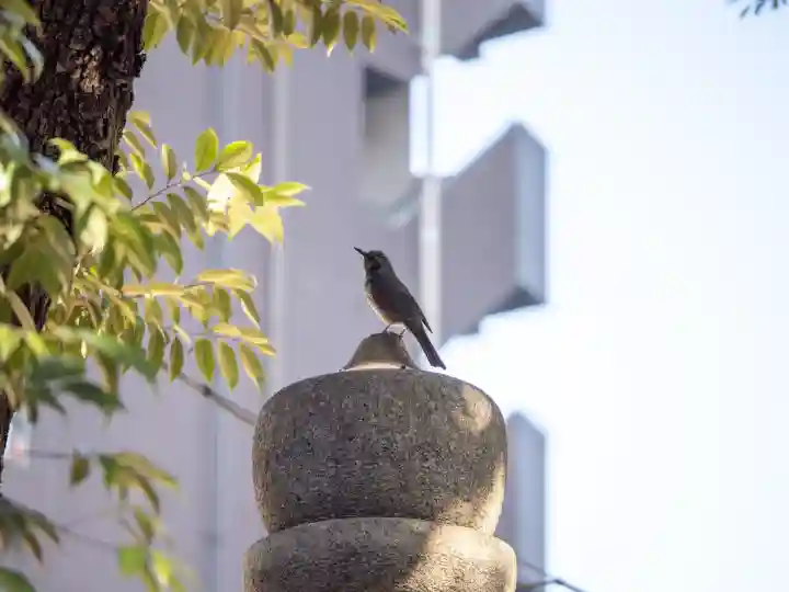 赤坂氷川神社の{uncategorized: "未分類", other: "その他", undefined: "問題あり", building: "その他建物", grave: "お墓", sacred_gate: "鳥居", guardian: "狛犬", statue: "像", buddha: "仏像", history: "歴史", nature: "自然", garden: "庭園", animal: "動物", pagoda: "塔", temizu: "手水舎", mountain_gate: "山門・神門", sanctuary: "本殿・本堂", subordinate: "末社・摂社", art: "芸術", scenery: "景色", jizo: "地蔵", ema: "絵馬", goshuin: "御朱印", omikuji: "おみくじ", items: "授与品その他", amulet: "お守り", goshuincho: "御朱印帳", eats: "食事", festival: "お祭り", votive_dance: "神楽", shichigosan: "七五三参", wedding: "結婚式", experience: "体験その他", initially: "初詣", around: "周辺", anti_infection: "感染症対策"}