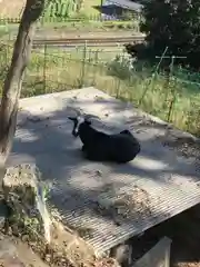 賀茂別雷神社（上賀茂神社）の動物