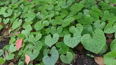 半木神社(賀茂別雷神社境外末社)(京都府)