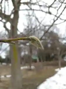 厚別神社(北海道)(2023年03月23日(木) 11時03分18秒投稿)