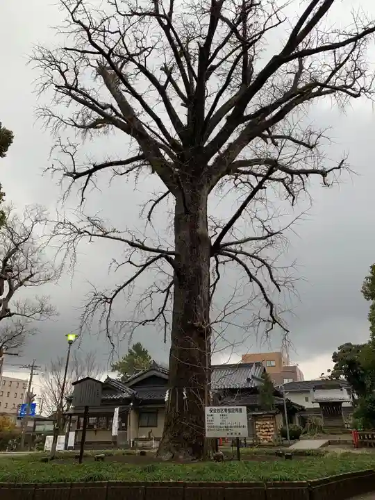 飯香岡八幡宮の自然