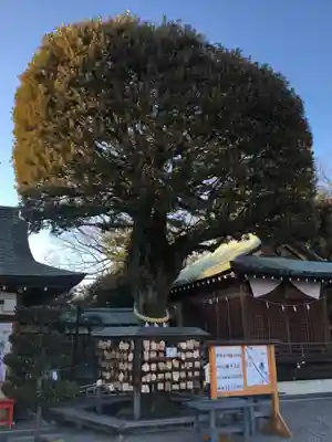 足利織姫神社(栃木県)