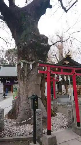 新田神社の自然