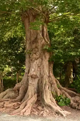 石見国一宮　物部神社(島根県)