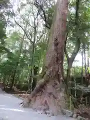 伊勢神宮内宮（皇大神宮）の自然