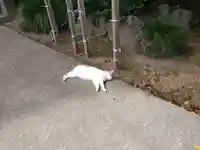 前玉神社の動物