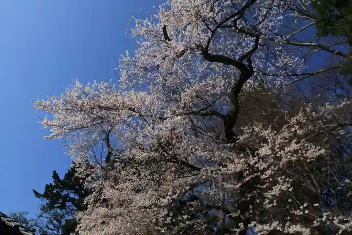 田村神社の自然