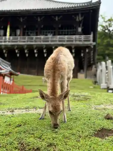 東大寺 二月堂の{uncategorized: "未分類", other: "その他", undefined: "問題あり", building: "その他建物", grave: "お墓", sacred_gate: "鳥居", guardian: "狛犬", statue: "像", buddha: "仏像", history: "歴史", nature: "自然", garden: "庭園", animal: "動物", pagoda: "塔", temizu: "手水舎", mountain_gate: "山門・神門", sanctuary: "本殿・本堂", subordinate: "末社・摂社", art: "芸術", scenery: "景色", jizo: "地蔵", ema: "絵馬", goshuin: "御朱印", omikuji: "おみくじ", items: "授与品その他", amulet: "お守り", goshuincho: "御朱印帳", eats: "食事", festival: "お祭り", votive_dance: "神楽", shichigosan: "七五三参", wedding: "結婚式", experience: "体験その他", initially: "初詣", around: "周辺", anti_infection: "感染症対策"}