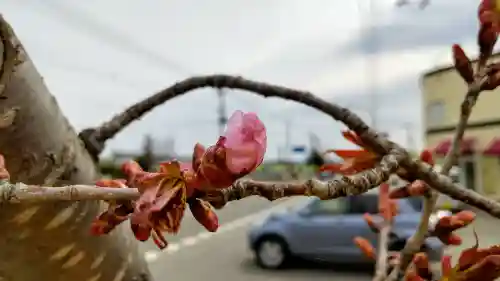 美瑛神社の自然