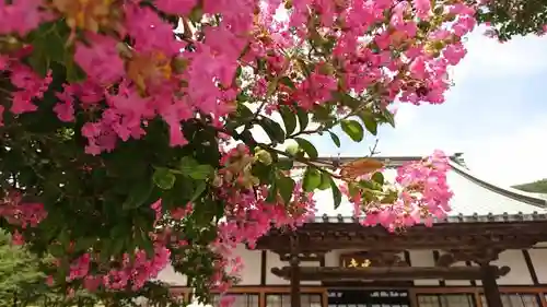 明鏡山龍雲寺の自然