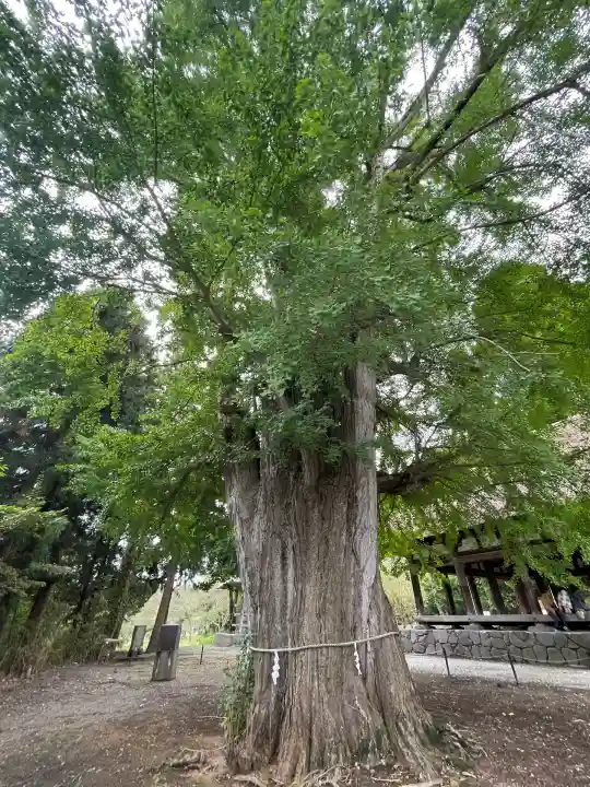 新宮熊野神社(福島県)