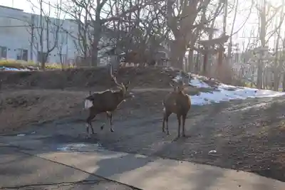 釧路一之宮 厳島神社(北海道)