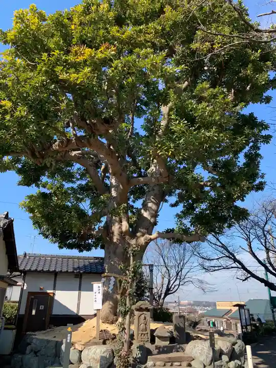 春ノ木神明社の自然