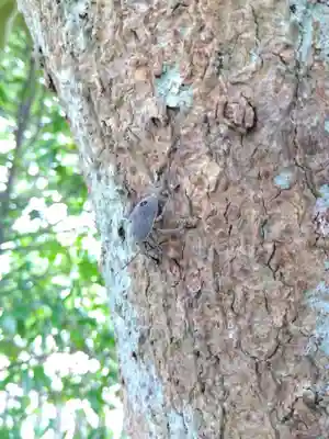 杉杜白髭神社(福井県)