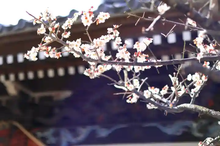 龍ケ崎八坂神社の{uncategorized: "未分類", other: "その他", undefined: "問題あり", building: "その他建物", grave: "お墓", sacred_gate: "鳥居", guardian: "狛犬", statue: "像", buddha: "仏像", history: "歴史", nature: "自然", garden: "庭園", animal: "動物", pagoda: "塔", temizu: "手水舎", mountain_gate: "山門・神門", sanctuary: "本殿・本堂", subordinate: "末社・摂社", art: "芸術", scenery: "景色", jizo: "地蔵", ema: "絵馬", goshuin: "御朱印", omikuji: "おみくじ", items: "授与品その他", amulet: "お守り", goshuincho: "御朱印帳", eats: "食事", festival: "お祭り", votive_dance: "神楽", shichigosan: "七五三参", wedding: "結婚式", experience: "体験その他", initially: "初詣", around: "周辺", anti_infection: "感染症対策"}